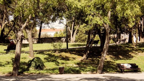 Trees in park