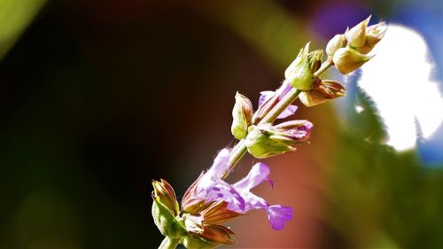 Close-up of flowering plant