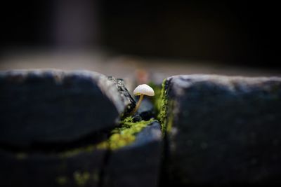 Close-up of insect on wood