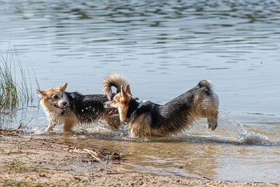 Several happy welsh corgi dogs playing and jumping in the water on the sandy beach