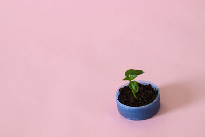 Close-up of potted plant against white background