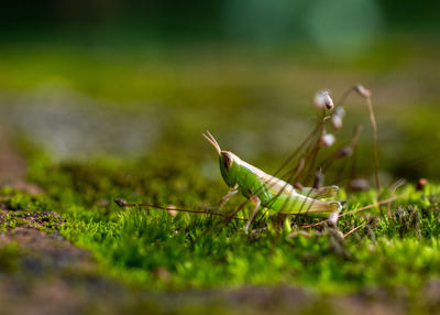 Close-up of insect on grass