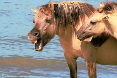 Portrait of horse in water