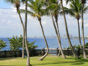 Palm trees by sea against sky