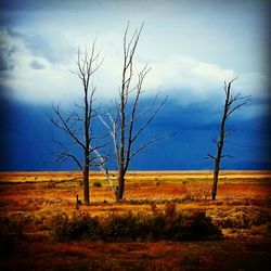 Bare trees on field against cloudy sky