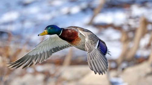 Close-up of bird flying