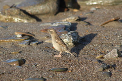 High angle view of birds on beach