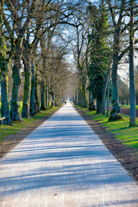 Country road amidst trees in forest