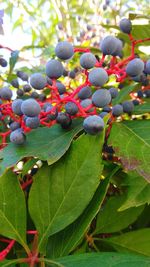 Close-up of berries growing on tree