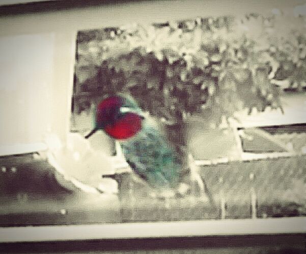 animal themes, one animal, indoors, glass - material, red, window, animals in the wild, transparent, wildlife, bird, close-up, focus on foreground, no people, selective focus, day, animal representation, toy, cold temperature, winter, full length