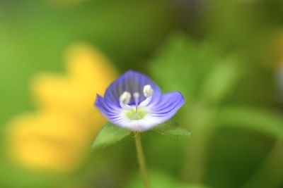 Close-up of purple flowering plant