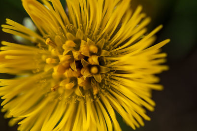 Close-up of yellow flower