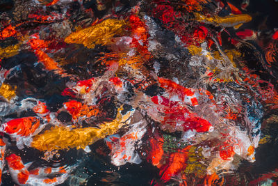 View of koi fish in sea