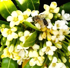 Close-up of insect on white flower