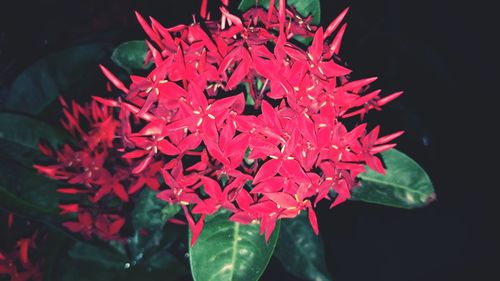 Close-up of red flower