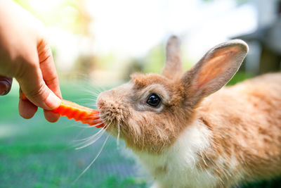 Close-up of rabbit