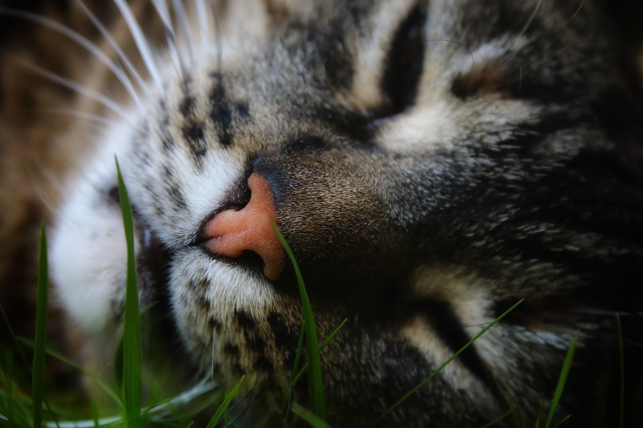 one animal, animal, mammal, animal themes, feline, cat, domestic cat, vertebrate, pets, domestic, domestic animals, no people, close-up, animal body part, selective focus, relaxation, sleeping, eyes closed, whisker, resting, animal head, animal nose, snout, animal mouth, tabby