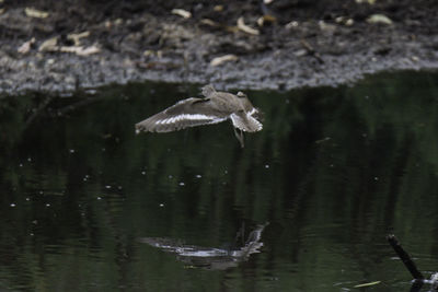 Close-up of bird flying over lake