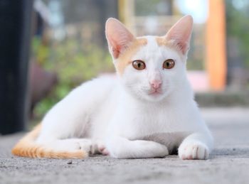 Portrait of cat sitting outdoors