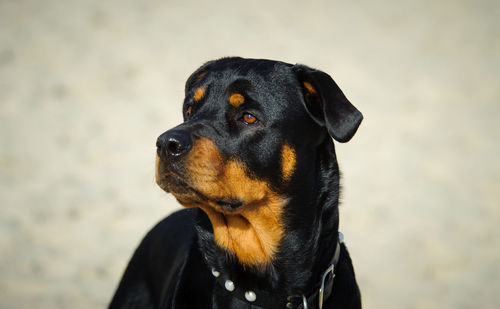 Close-up of rottweiler