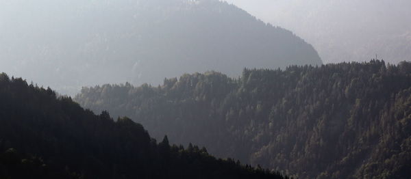 Panoramic view of forest against sky