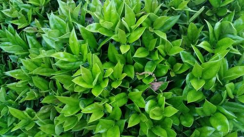 Full frame shot of green leaves