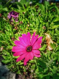 Close-up of pink flower