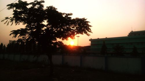 Silhouette of trees at sunset