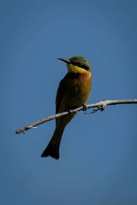 Little bee-eater with catchlight stares at camera