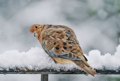 Bird perching on a snow