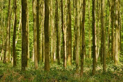 Pine trees in forest