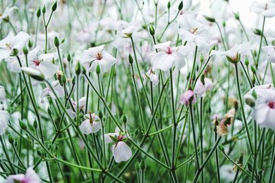Close-up of white flowering plants on field