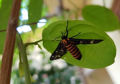 Close-up of butterfly on leaf