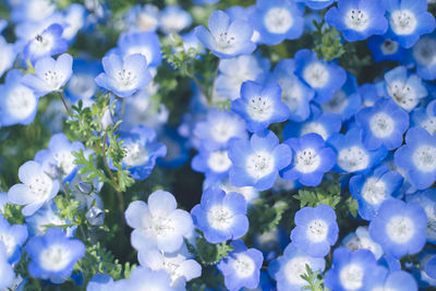 Nemophila in full bloom, a sea of blue flowers - fukuoka uminonakamichi seaside park in spring april