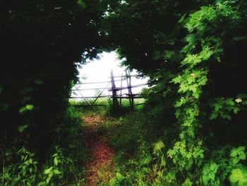 Plants growing on tree