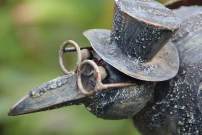 Close-up of raven