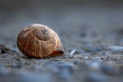 Close-up of snail