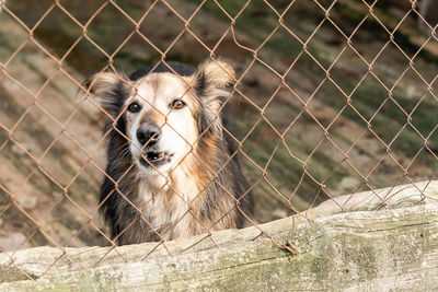 Portrait of dog behind fence