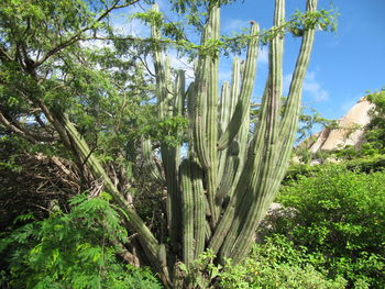 Cactus growing in forest