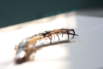 Close-up of insect on table