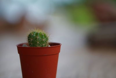 Close-up of potted cactus plant