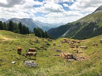 Sheep grazing on field against sky