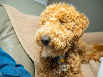 Close-up of dog sticking out tongue at home