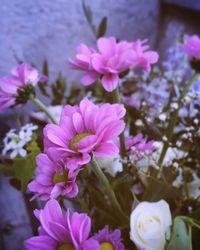 Close-up of pink flowers