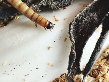 High angle view of crab