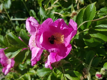 Close-up of pink flower