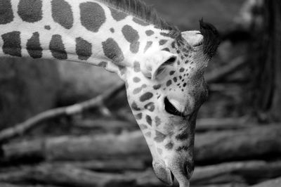 Feeding giraffe