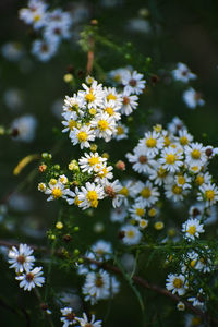 Close-up of yellow flowering plant in park