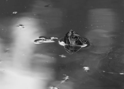 Close-up of turtle in sea