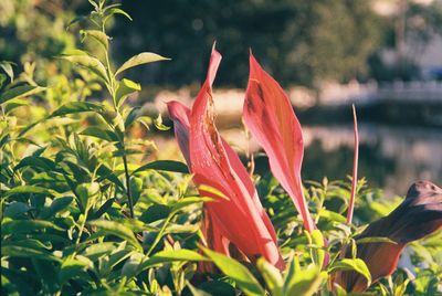 Close-up of red flowering plant